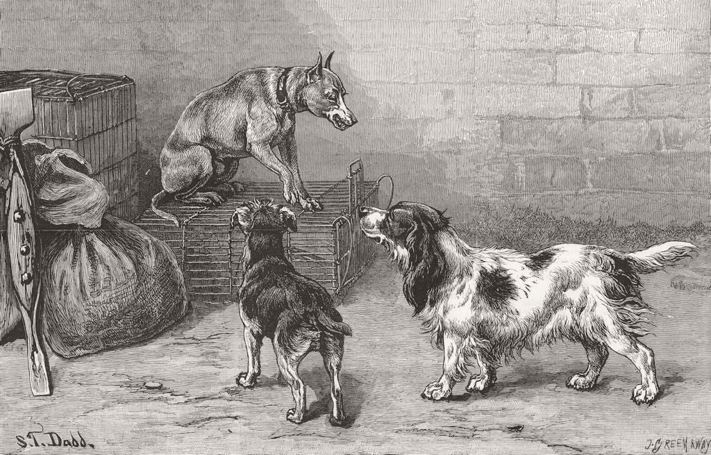 DOGS. The man in possession 1884 old antique vintage print picture